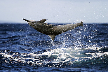 Hawaiian Spinner Dolphin (Stenella longirostris) "spinning" in the AuAu Channel between Maui and Lanai, Hawaii, USA. Pacific Ocean.