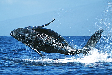 Pacific humpback whale calf, Megaptera novaeangliae, breaching in the Au Au Channel near Maui, Hawaii.