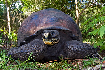 Wild Galapagos giant tortoise (Geochelone elephantopus) feeding on fallen passion fruit on the upslope grasslands of Santa Cruz Island in the Galapagos Island Archipelago, Ecuador