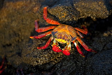 Sally lightfoot crab (Grapsus grapsus) in the litoral of the Galapagos Island Archipelago, Ecuador. Pacific Ocean