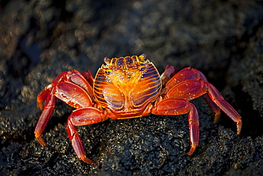 Sally lightfoot crab (Grapsus grapsus) in the litoral of the Galapagos Island Archipelago, Ecuador. Pacific Ocean