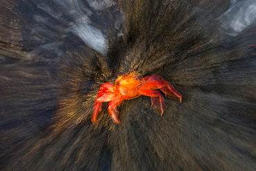 Sally lightfoot crab (Grapsus grapsus) in the litoral of the Galapagos Island Archipelago, Ecuador. Pacific Ocean