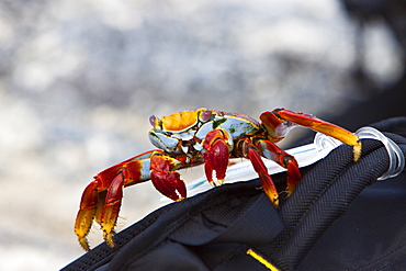 Sally lightfoot crab (Grapsus grapsus) inspecting a backpack in the Galapagos Island Archipelago, Ecuador. Pacific Ocean