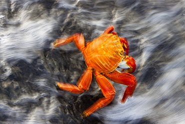 Sally lightfoot crab (Grapsus grapsus) in the litoral of the Galapagos Island Archipelago, Ecuador. Pacific Ocean