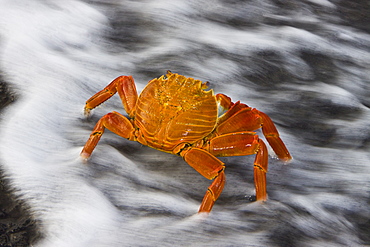 Sally lightfoot crab (Grapsus grapsus) in the litoral of the Galapagos Island Archipelago, Ecuador