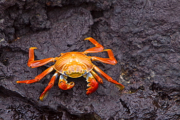 Sally lightfoot crab (Grapsus grapsus) in the litoral of the Galapagos Island Archipelago, Ecuador