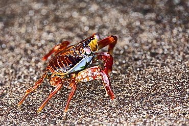 Sally lightfoot crab (Grapsus grapsus) in the litoral of the Galapagos Island Archipelago, Ecuador. Pacific Ocean