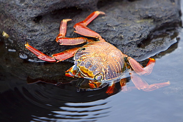 Sally lightfoot crab (Grapsus grapsus) in the litoral of the Galapagos Island Archipelago, Ecuador. Pacific Ocean