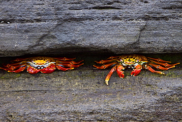 Sally lightfoot crab (Grapsus grapsus) in the litoral of the Galapagos Island Archipelago, Ecuador