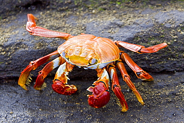 Sally lightfoot crab (Grapsus grapsus) in the litoral of the Galapagos Island Archipelago, Ecuador