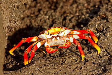 Gravid Sally lightfoot crab (Grapsus grapsus) with eggs in the litoral of the Galapagos Island Archipelago, Ecuador. Pacific Ocean