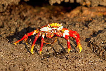 Gravid Sally lightfoot crab (Grapsus grapsus) with eggs in the litoral of the Galapagos Island Archipelago, Ecuador. Pacific Ocean