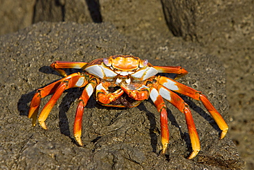 Sally lightfoot crab (Grapsus grapsus) in the litoral of the Galapagos Island Archipeligo, Ecuador. Pacific Ocean