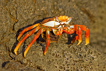 Sally lightfoot crab (Grapsus grapsus) in the litoral of the Galapagos Island Archipeligo, Ecuador. Pacific Ocean