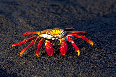 Sally lightfoot crab (Grapsus grapsus) in the litoral of the Galapagos Island Archipelago, Ecuador. Pacific Ocean