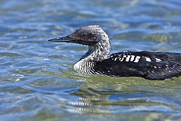 Common Loon (Gavia immer) feeding on the oceans surface at Puerto Don Juan in the middle Gulf of California (Sea of Cortez), Mexico. 