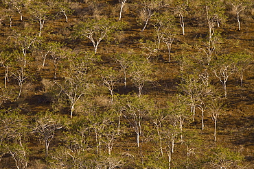 Palo Blanco trees in late afternoon light in the Galapagos Island Archipeligo, Ecuador. Pacific Ocean.