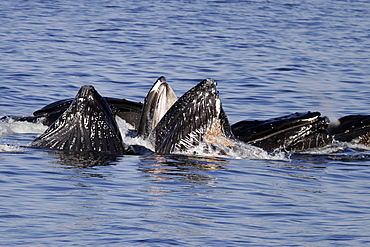 Humpback Whales (Megaptera novaeangliae) cooperatively bubble-net feeding in Southeast Alaska, USA.