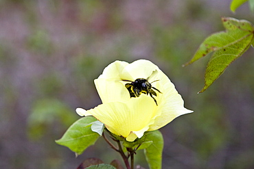 Macro images from the Galapagos Islands Archipeligo, Ecuador. Pacific Ocean. Shown here is a bee pollenating a flower.