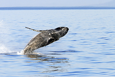 Adult Humpback Whale (Megaptera novaeangliae) breaching in Southeast Alaska, USA.