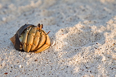 Macro images from the Galapagos Islands Archipeligo, Ecuador. Pacific Ocean. Shown here is a hermit crab on the beach.