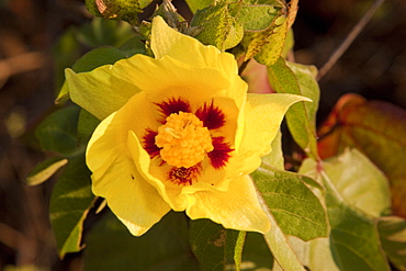 Macro images from the Galapagos Islands Archipeligo, Ecuador. Pacific Ocean. Shown here is a flower in bloom in the early morning.