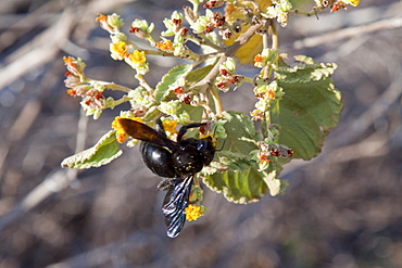 Macro images from the Galapagos Islands Archipeligo, Ecuador. Pacific Ocean. Shown here is a bee pollenating a flower.