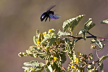 Macro images from the Galapagos Islands Archipeligo, Ecuador. Pacific Ocean. Shown here is a bee pollenating a flower.