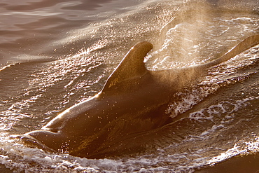 Short-finned pilot whale (Globicephala macrorhynchus) surfacing off Isla San Pedro Martir, Gulf of California (Sea of Cortez), Baja California Norte, Mexico