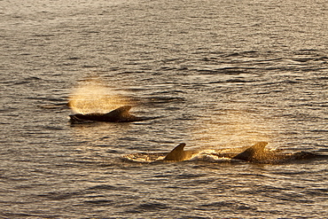 Short-finned pilot whale (Globicephala macrorhynchus) surfacing off Isla San Pedro Martir, Gulf of California (Sea of Cortez), Baja California Norte, Mexico