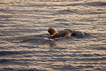 Short-finned pilot whale (Globicephala macrorhynchus) surfacing off Isla San Pedro Martir, Gulf of California (Sea of Cortez), Baja California Norte, Mexico