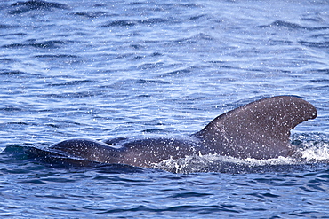 Short-finned pilot whale (Globicephala macrorhynchus) surfacing off Isla San Pedro Martir, Gulf of California (Sea of Cortez), Baja California Norte, Mexico