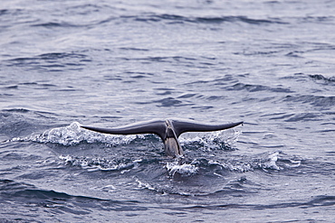 Short-finned pilot whale (Globicephala macrorhynchus) fluke-up dive off Isla San Pedro Martir, Gulf of California (Sea of Cortez), Baja California Norte, Mexico