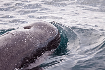 Short-finned pilot whale (Globicephala macrorhynchus) surfacing off Isla San Pedro Martir, Gulf of California (Sea of Cortez), Baja California Norte, Mexico