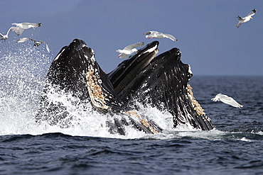 Adult Humpback Whales (Megaptera novaeangliae) cooperative bubble-net feeding for herring in Iyoukeen Bay, Chichagof Island, Southeast Alaska.