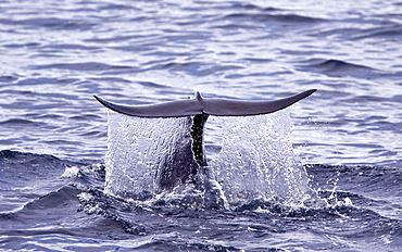 A pod of 40 to 50 short-finned pilot whales (Globicephala macrorhynchus), Gulf of California (Sea of Cortez), Baja California Norte, Mexico