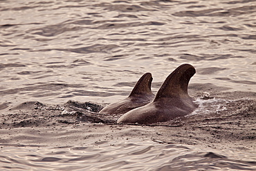 Short-finned pilot whale (Globicephala macrorhynchus) surfacing off Isla San Pedro Martir, Gulf of California (Sea of Cortez), Baja California Norte, Mexico