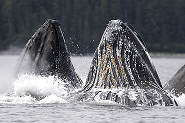 Adult humpback whales (Megaptera novaeangliae) cooperative bubble-net feeding in Iyoukeen Bay, southeast Alaska, USA.