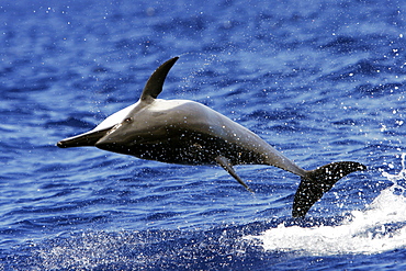 Hawaiian Spinner Dolphin (Stenella longirostris) "spinning" in the AuAu Channel between Maui and Lanai, Hawaii, USA. Pacific Ocean.
(Resolution Restricted - pls contact us)