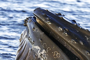 Humpback Whales (Megaptera novaeangliae) cooperatively bubble-net feeding in Chatham Strait (upper jaw and baleen detail) in Southeast Alaska, USA. Pacific Ocean.