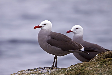 Adult Heermann's gull (Larus heermanni) on their breeding grounds on Isla Rasa in the middle Gulf of California (Sea of Cortez), Mexico