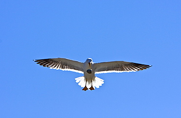 Yellow-footed Gull (Larus livens) eating clams at low tide in Puerto Don Juan in the Gulf of California (Sea of Cortez), Mexico