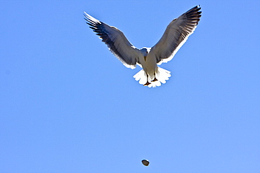 Yellow-footed Gull (Larus livens) eating clams at low tide in Puerto Don Juan in the Gulf of California (Sea of Cortez), Mexico