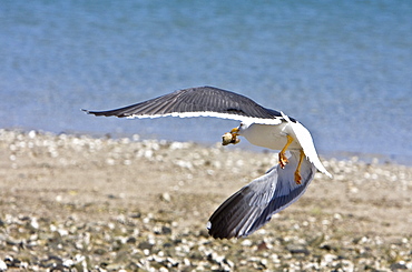 Yellow-footed Gull (Larus livens) eating clams at low tide in Puerto Don Juan in the Gulf of California (Sea of Cortez), Mexico