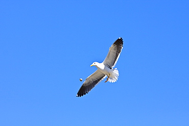 Yellow-footed Gull (Larus livens) eating clams at low tide in Puerto Don Juan in the Gulf of California (Sea of Cortez), Mexico