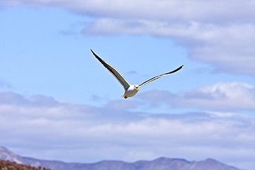 Yellow-footed Gull (Larus livens) eating clams at low tide in Puerto Don Juan in the Gulf of California (Sea of Cortez), Mexico