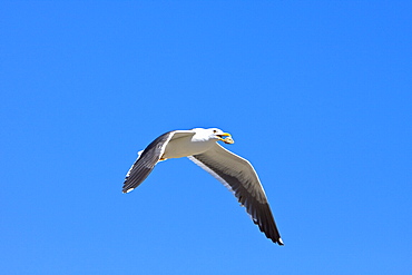 Yellow-footed Gull (Larus livens) eating clams at low tide in Puerto Don Juan in the Gulf of California (Sea of Cortez), Mexico