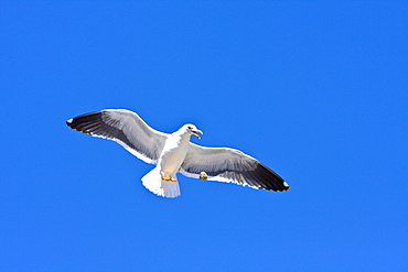 Yellow-footed Gull (Larus livens) eating clams at low tide in Puerto Don Juan in the Gulf of California (Sea of Cortez), Mexico