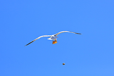 Yellow-footed Gull (Larus livens) eating clams at low tide in Puerto Don Juan in the Gulf of California (Sea of Cortez), Mexico