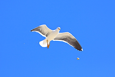 Yellow-footed Gull (Larus livens) eating clams at low tide in Puerto Don Juan in the Gulf of California (Sea of Cortez), Mexico